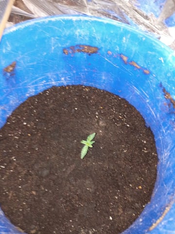 first grow