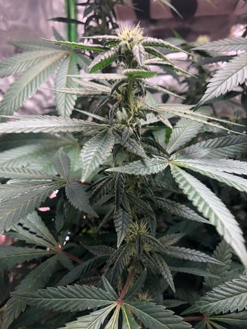 NUMERO UNO — flower, day 1