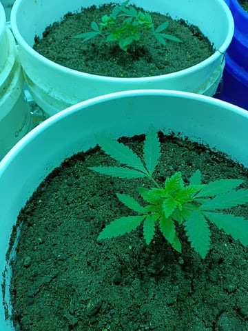 first grow — vegetative, day 117