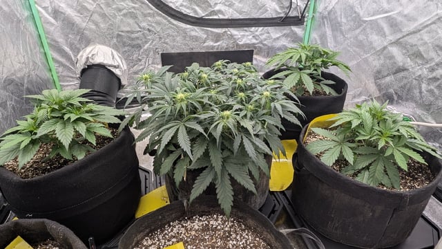 Perpetual Autoflower Mixed Grow #3 — germination, day 29