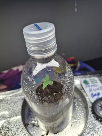 I'll get it right — seedling_rooting, day 8