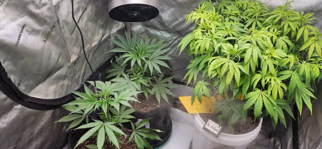 1st grow Dr. Nefario — vegetative, day 58