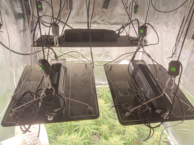 Starfighter/Ohio Guptilla Hybrid — flower, day 16