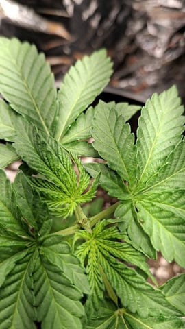 1st Grow - ROYAL MOBY (indoor)(photop.) — vegetative, day 22