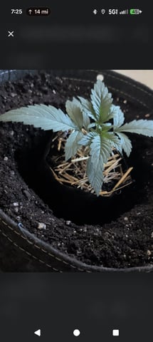 mephisto winter 2026 — vegetative, day 15