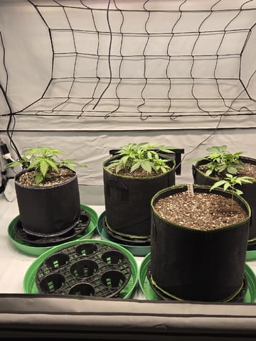 GDP auto 3X5 tent — vegetative, day 32