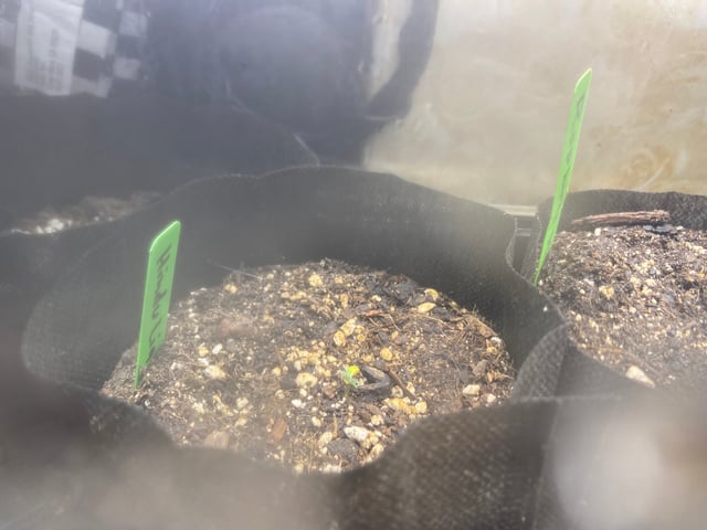 Auto Run #1 2025-2026 — vegetative, day 15