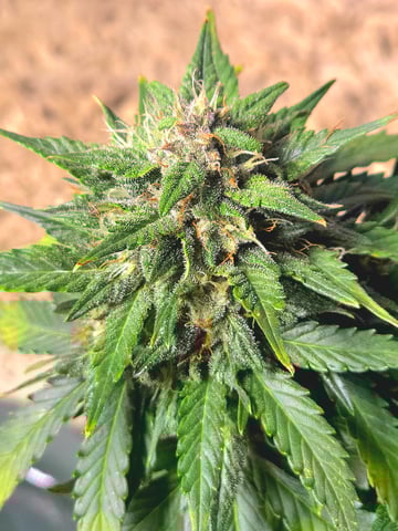 Fast Buds - Purp Lemonade — flower, day 50