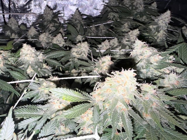 Green Gelato — flower, day 94