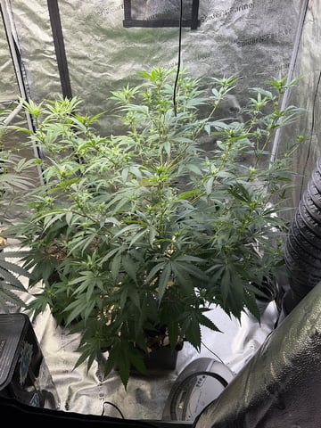 Humboldt, Hella Jelly. Jelly Donut  — flower, day 58