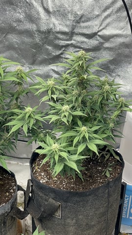 420 Fast Buds  — flower, day 60
