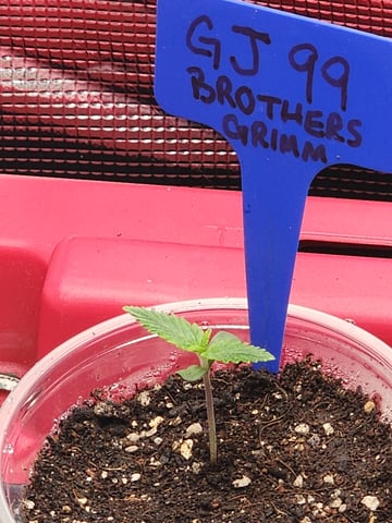HE1E we GROW  — seedling_rooting, day 29