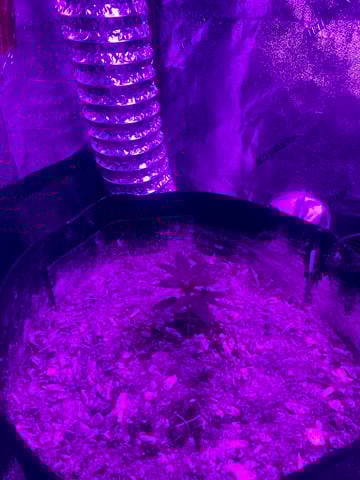 Amnesia Haze (First Ever Grow) — vegetative, day 15