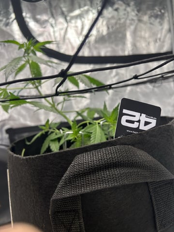 Frostbanger F4 — flower, day 32