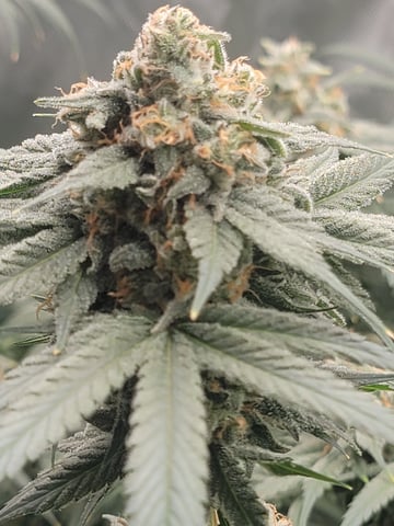 my first grow — flower, day 96