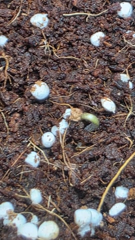 Grow #2 Thank You to All that helped guide me, offered advice, gave insight, or complimented progress. Now to apply some of what I learned the first go-round.  — germination, day 1