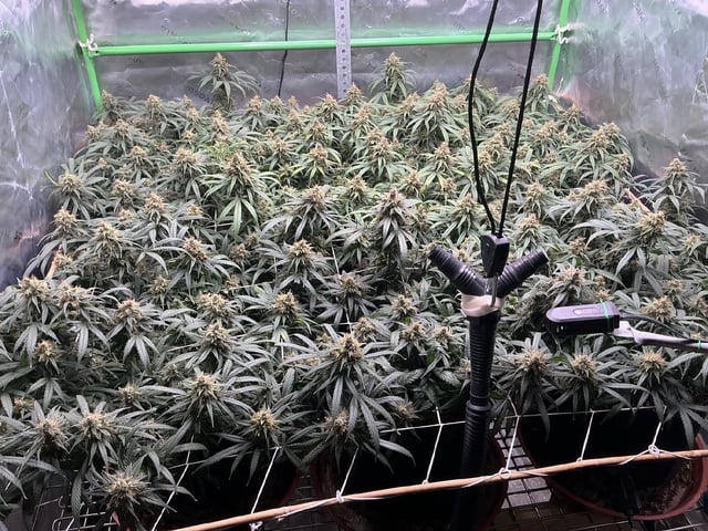 LSD — flower, day 5