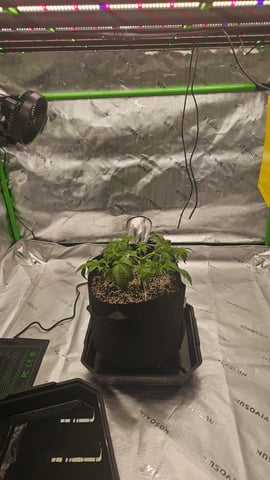 first grow — vegetative, day 30