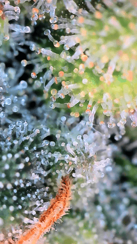 Starfighter/Ohio Guptilla Hybrid — flower, day 39