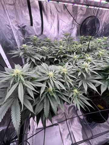 best budz — flower, day 54