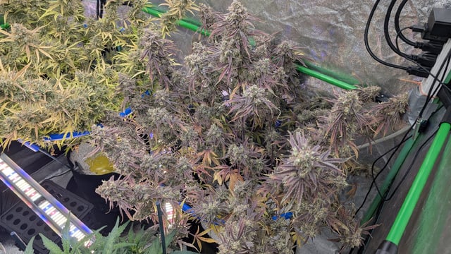 Perpetual Autoflower Mixed Grow #3 — flower, day 93