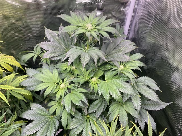 Auto Run #1 2025-2026 — flower, day 70