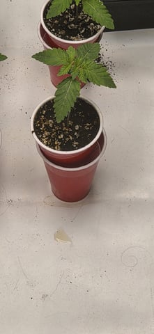 Maple Nectar  — seedling_rooting, day 15