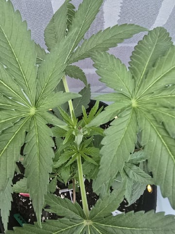 Garlic Gas - Fem Photo — vegetative, day 35