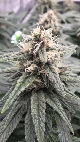 Original 1990 genetics  — flower, day 104