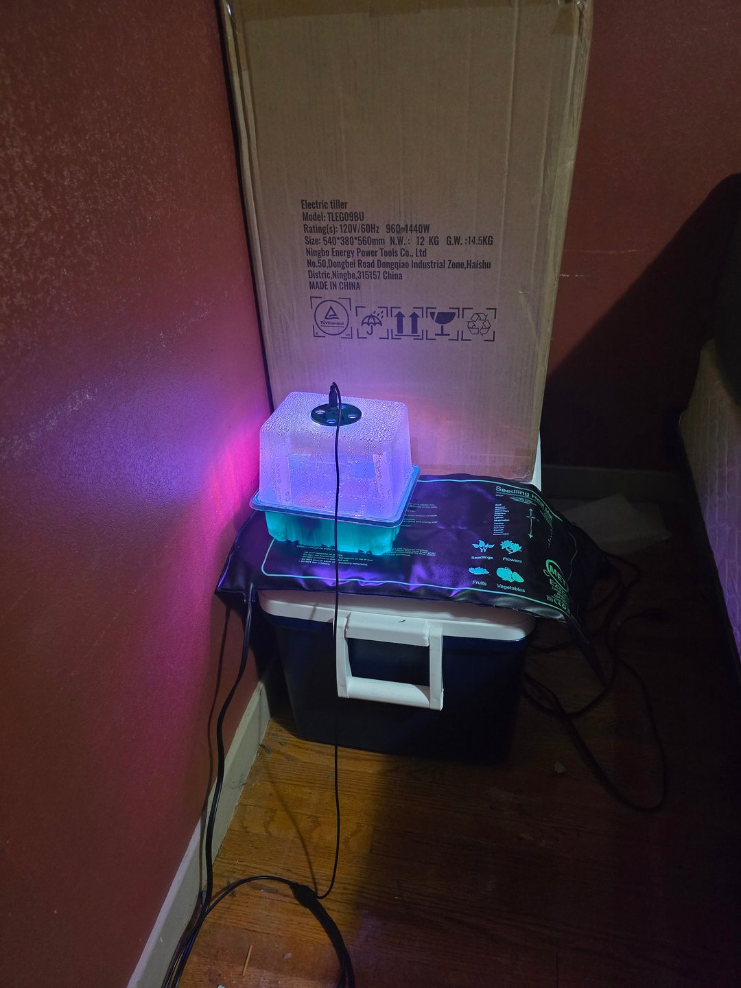 Dream beans burnt garlic