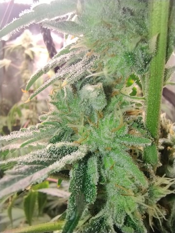 Photo Time📸🕞 — flower, day 118