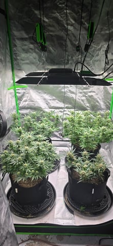 First grow - LCG(seed), GG#4(seed [possibly gorilla cookies]), Jack Hearer(clone) — flower, day 97