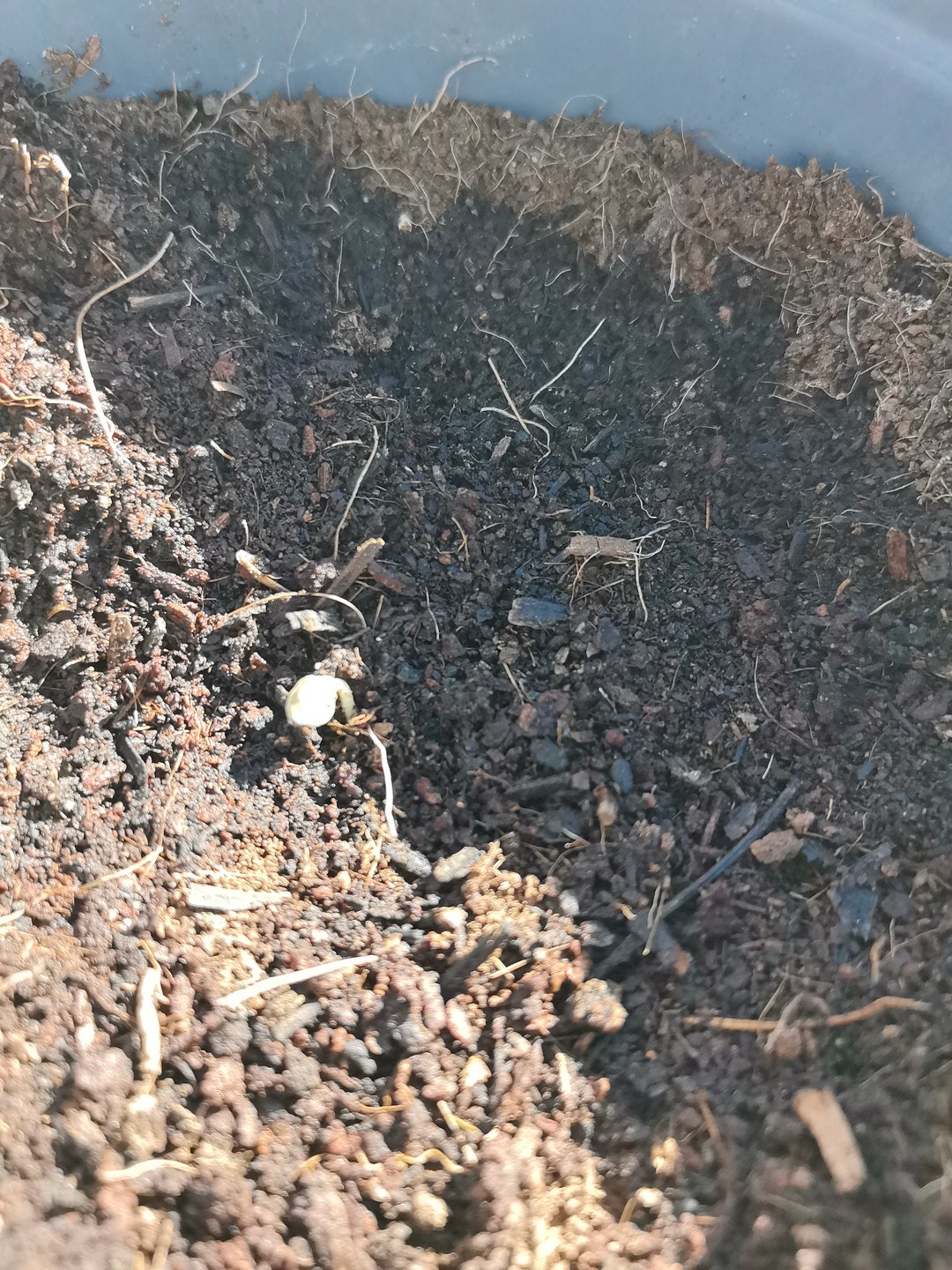 First grow in first set up