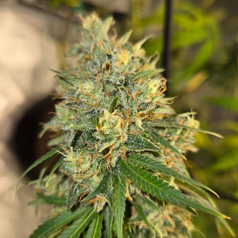 Big Momma Blue Dream  — flower, day 61