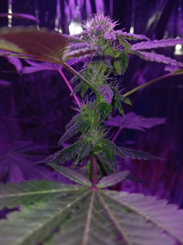 triangle kush  — flower, day 74