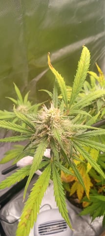 frst grow tent grow — auto, day 59