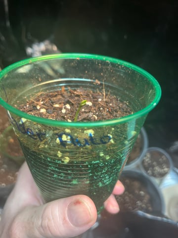 Lavender and Anesthesia Auto — seedling_rooting, day 6