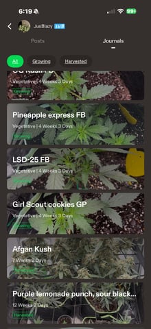 Indoor & Outdoor Grow 6 — none, day 24