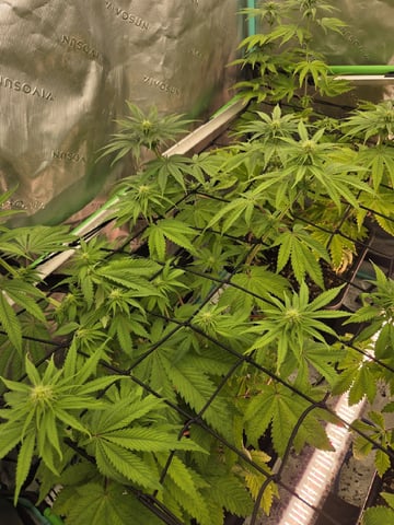 spring indoor 2026 — flower, day 19