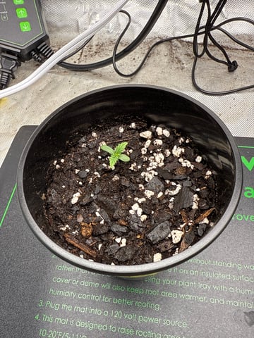 peaceful grow 1 — seedling_rooting, day 1