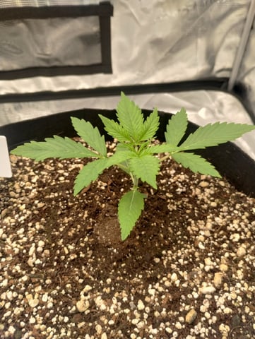 Round 2🥊 — seedling_rooting, day 20
