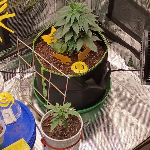 TentPlantLightFan — vegetative, day 40