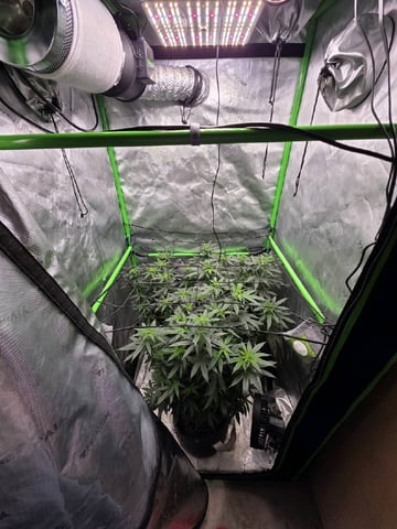 Photo's — flower, day 7