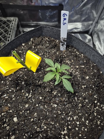 Grow 1 2026 Gelato Rainbow Sherbert  — seedling_rooting, day 4
