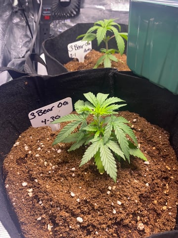 LiLBruh Cannabis — seedling_rooting, day 11