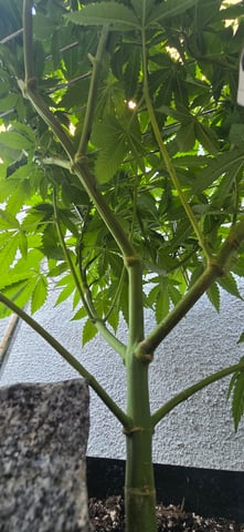 Mystery Weed Plant — vegetative, day 86