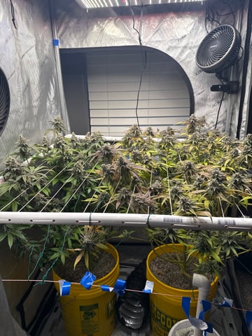 3rd grow  — flower, day 113