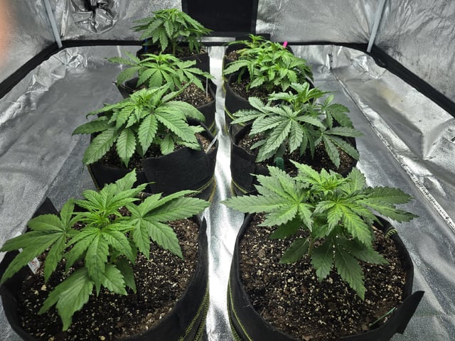 Autos AGAIN — vegetative, day 28