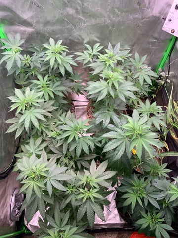 Papaya Frosting  — vegetative, day 59