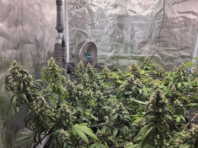 3rd Grow 3x3 tent — flower, day 73